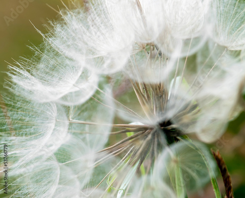 Photo: Large dandelion flowers parachutes Large dandelion flowers parachutes