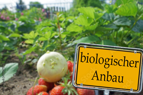Photo: Kohlrabi und Erdbeeren mit Schild - biologischer Anbau Kohlrabi und Erdbeeren mit Schild - biologischer Anbau