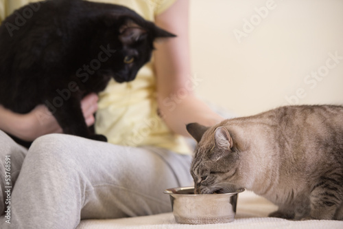 Photo: Unrecognizable woman feeding her two cats at home Unrecognizable woman feeding her two cats at home