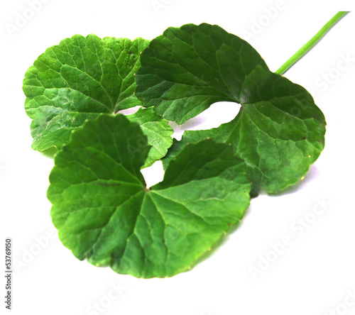 Photo: herbal thankuni leaves herbal thankuni leaves