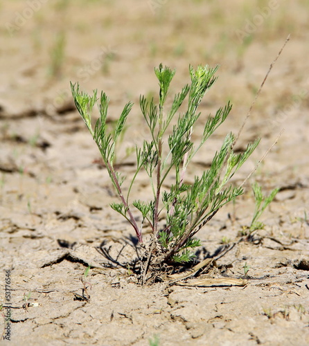 Photo: A small bush in a desert A small bush in a desert