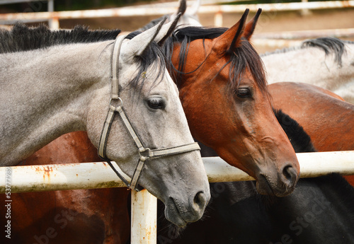 Photo: Horses near the stable Horses near the stable