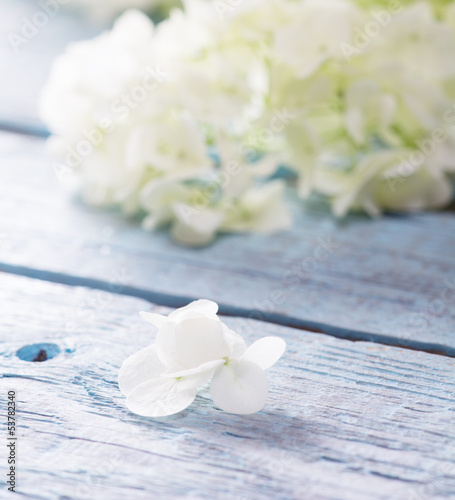 Photo: Gentle white flower petal with shallow depth of field. Gentle white flower petal with shallow depth of field.