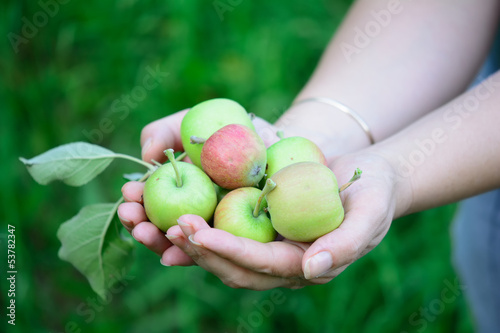 Photo: Female hands holding green apples. Female hands holding green apples.