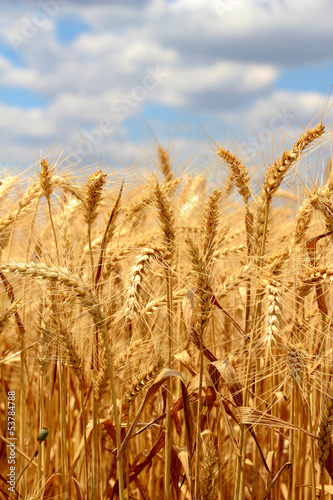 Photo: Wheat field and blue sky with clouds Wheat field and blue sky with clouds