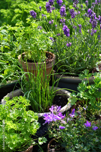 Photo: Kräutergarten in Töpfen Kräutergarten in Töpfen