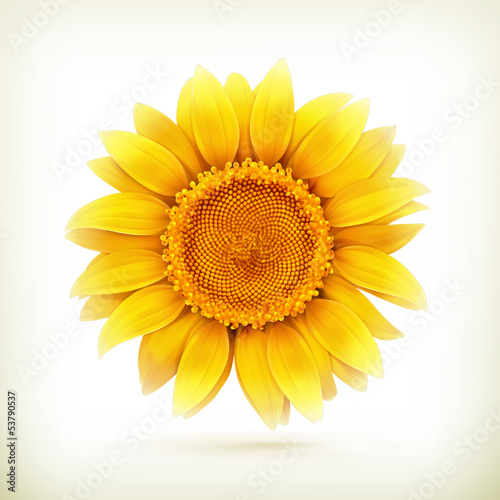  Sunflower, high quality vector illustration