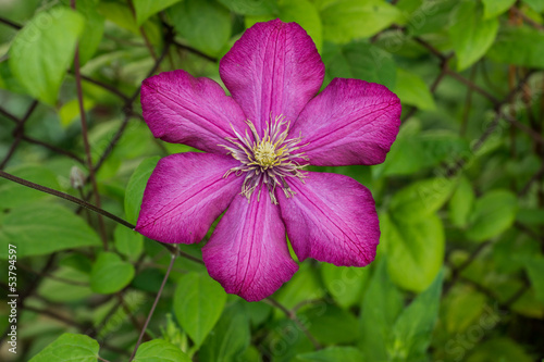 Photo: Purple flower Purple flower