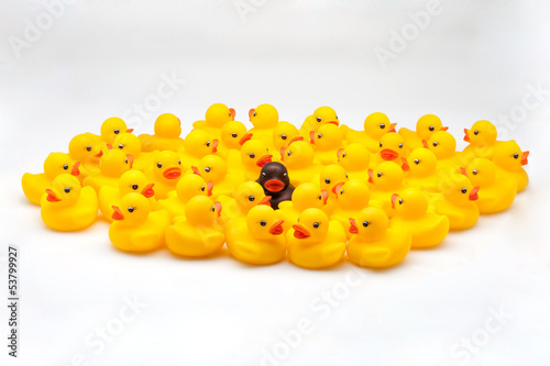 Photo: patos amarillos patos amarillos