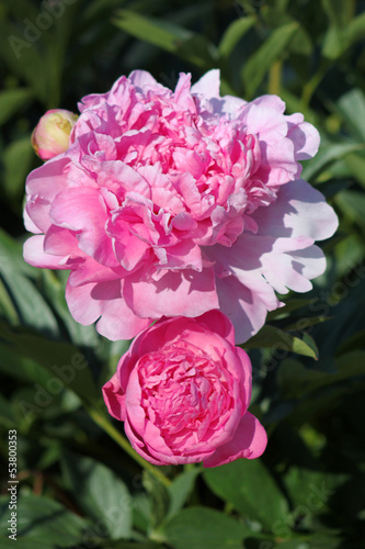 Photo: peonie peonie