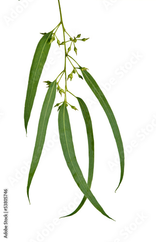 Photo: Eucalyptus branch Eucalyptus branch