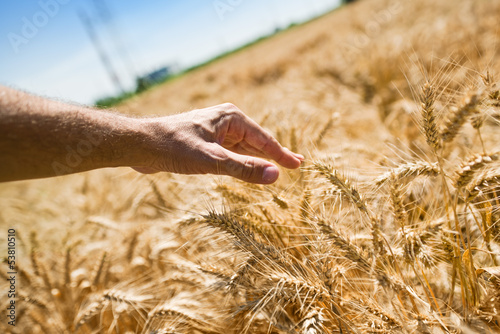 Photo: Farmer hand in wheat field Farmer hand in wheat field