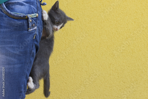 Photo: cat in the pants cat in the pants