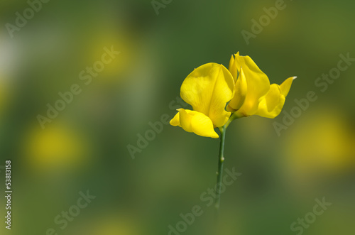 Photo: Fiore di ginestra Fiore di ginestra