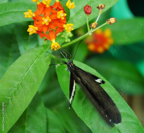 Photo: Schmetterling saugt an oranger Blüte Schmetterling saugt an oranger Blüte
