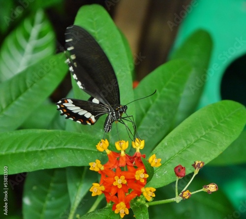 Photo: Schmetterling saugt an Blüte Schmetterling saugt an Blüte