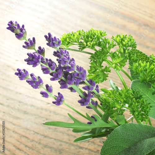 Photo: Salbei, Rucola, Lavendel, Petersilie Salbei, Rucola, Lavendel, Petersilie