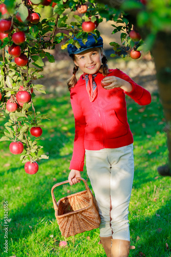 Photo: Apple orchard - Young girl picking red apples into the basket Apple orchard - Young girl picking red apples into the basket