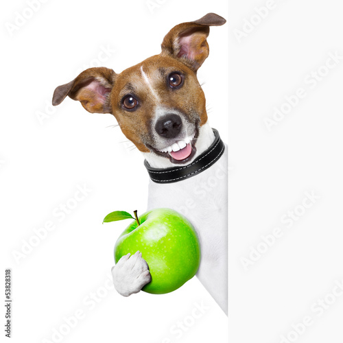 Photo: healthy dog healthy dog
