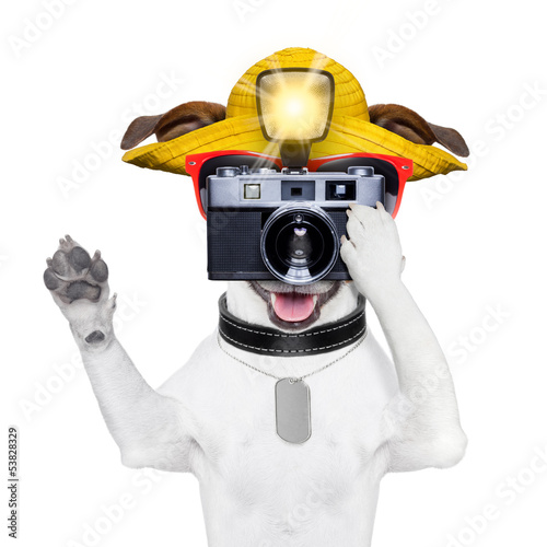 Photo: tourist dog photographer tourist dog photographer