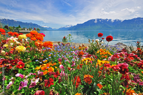 Photo: Flowers in swiss Alps Flowers in swiss Alps