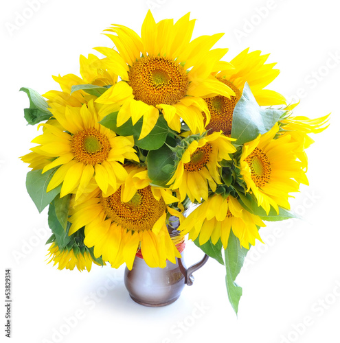 Photo: Bouquet of sunflowers are on a white background Bouquet of sunflowers are on a white background