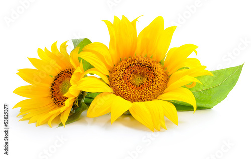 Fototapeta Sunflowers are on a white background