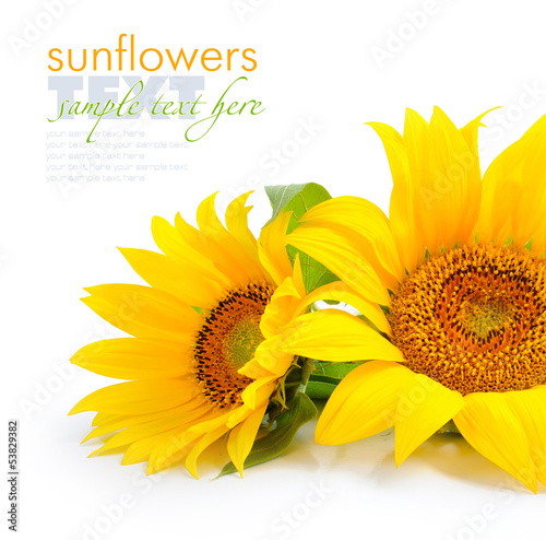 Photo: Sunflowers are on a white background Sunflowers are on a white background