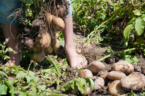 Photo: Potatos Potatos