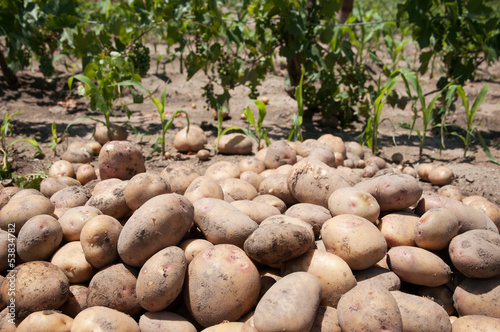 Photo: Potatos Potatos