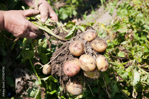 Photo: Raw potatos Raw potatos