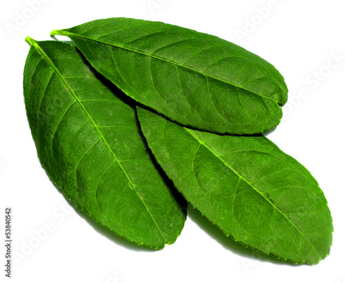 Photo: leaves of lemon leaves of lemon