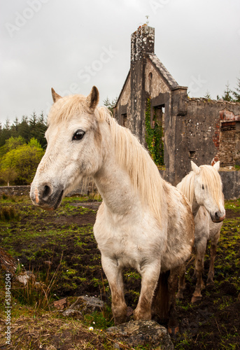 Photo: rural horses in Ireland rural horses in Ireland