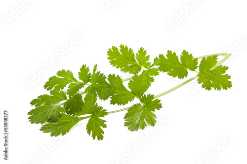 Photo: Coriander Coriander