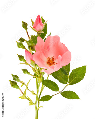 Photo: Dog rose Dog rose