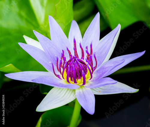 Photo: blue water lily or lotus blue water lily or lotus