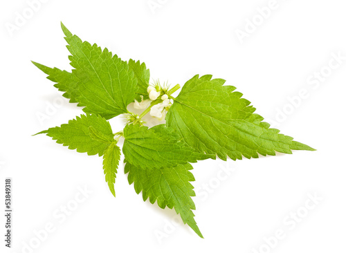 Photo: Nettle with flowers Nettle with flowers