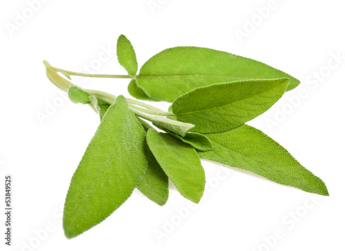 Photo: Sage sprig Sage sprig
