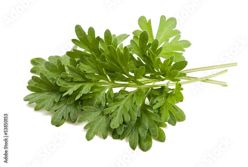 Photo: artemisia arborescens artemisia arborescens