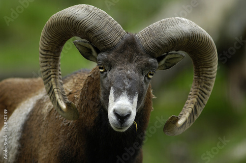 Photo: Mufflon Mufflon