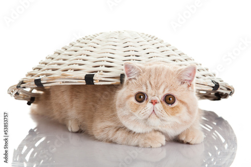 Photo: Exotic shorthair cat. Funny playful cat Exotic shorthair cat. Funny playful cat
