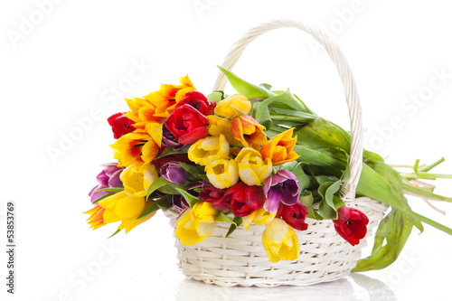 Photo: Basket of Tulips isolated on white background. Bouquet of tuli Basket of Tulips isolated on white background. Bouquet of tuli