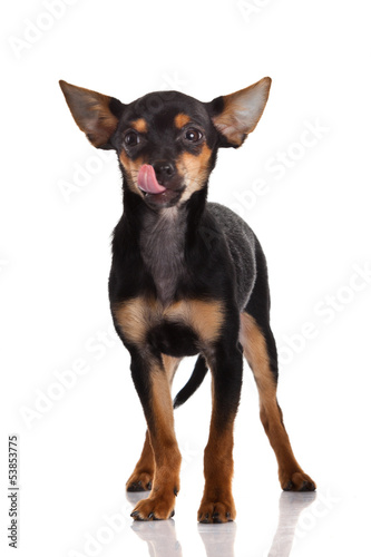 Photo: Chihuahua dog on white background. Chihuahua dog on white background.