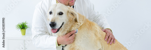 Photo: hund beim tierarzt hund beim tierarzt