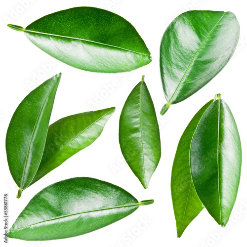 Photo: Citrus leaves. Citrus leaves.