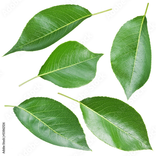 Photo: Pears leaves. Pears leaves.