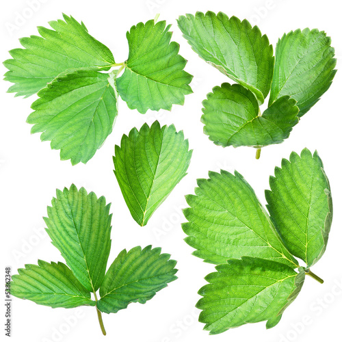 Photo: Strawberries leaves. Strawberries leaves.