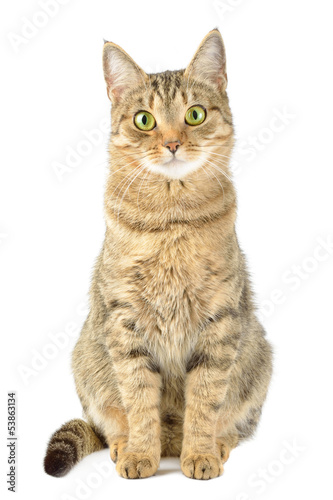 Photo: Cat isolate on white Cat isolate on white