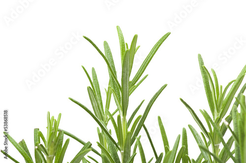 Photo: Fresh leaves of rosemary close up on white Fresh leaves of rosemary close up on white