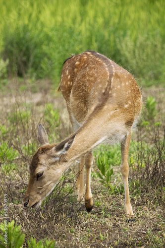 Photo: Fawn in the meadow Fawn in the meadow